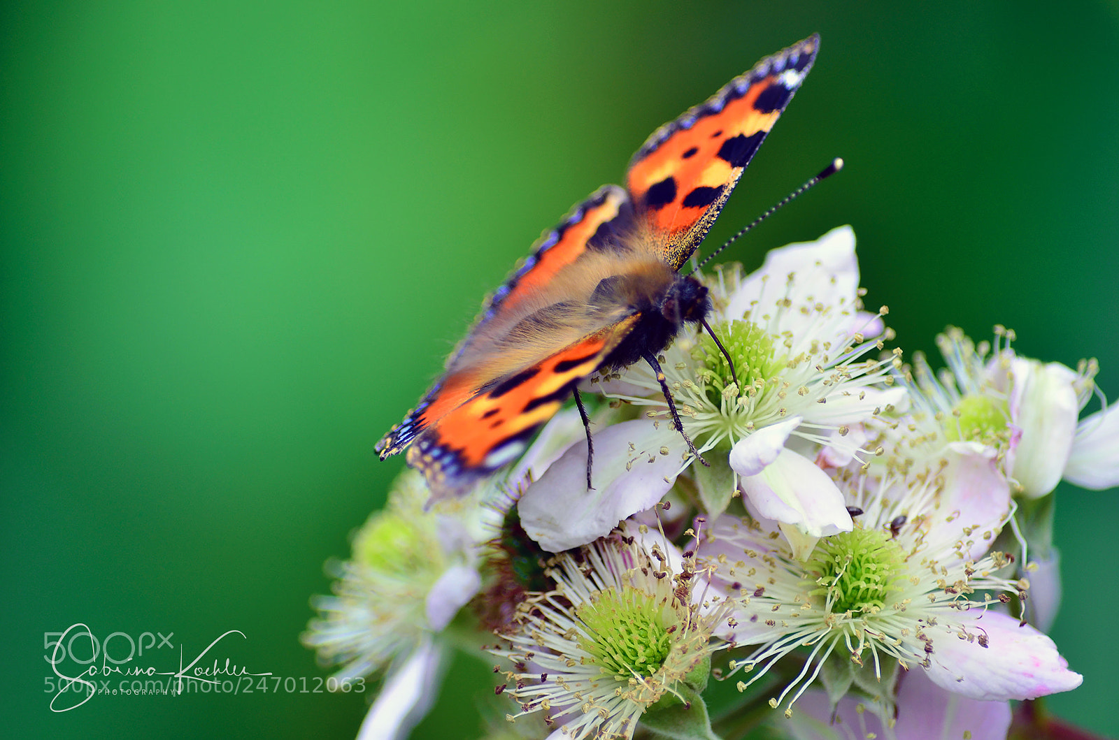 Nikon D5100 sample photo. Kleiner fuchs photography