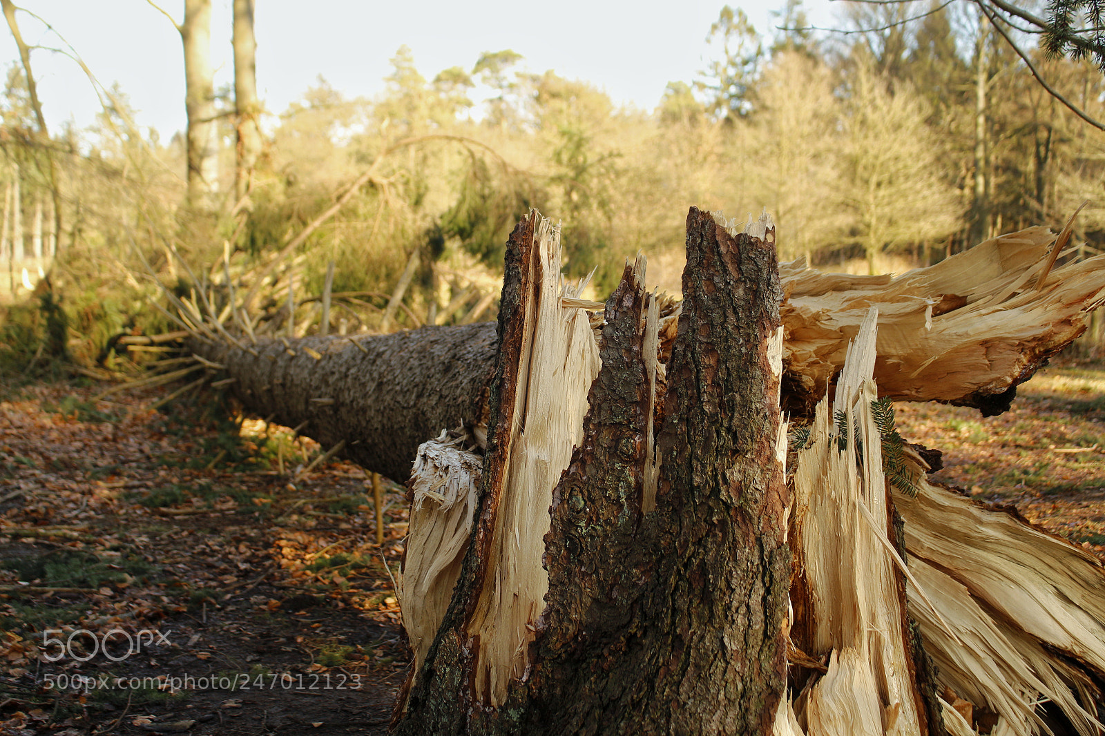 Canon EOS 700D (EOS Rebel T5i / EOS Kiss X7i) sample photo. Broken tree photography