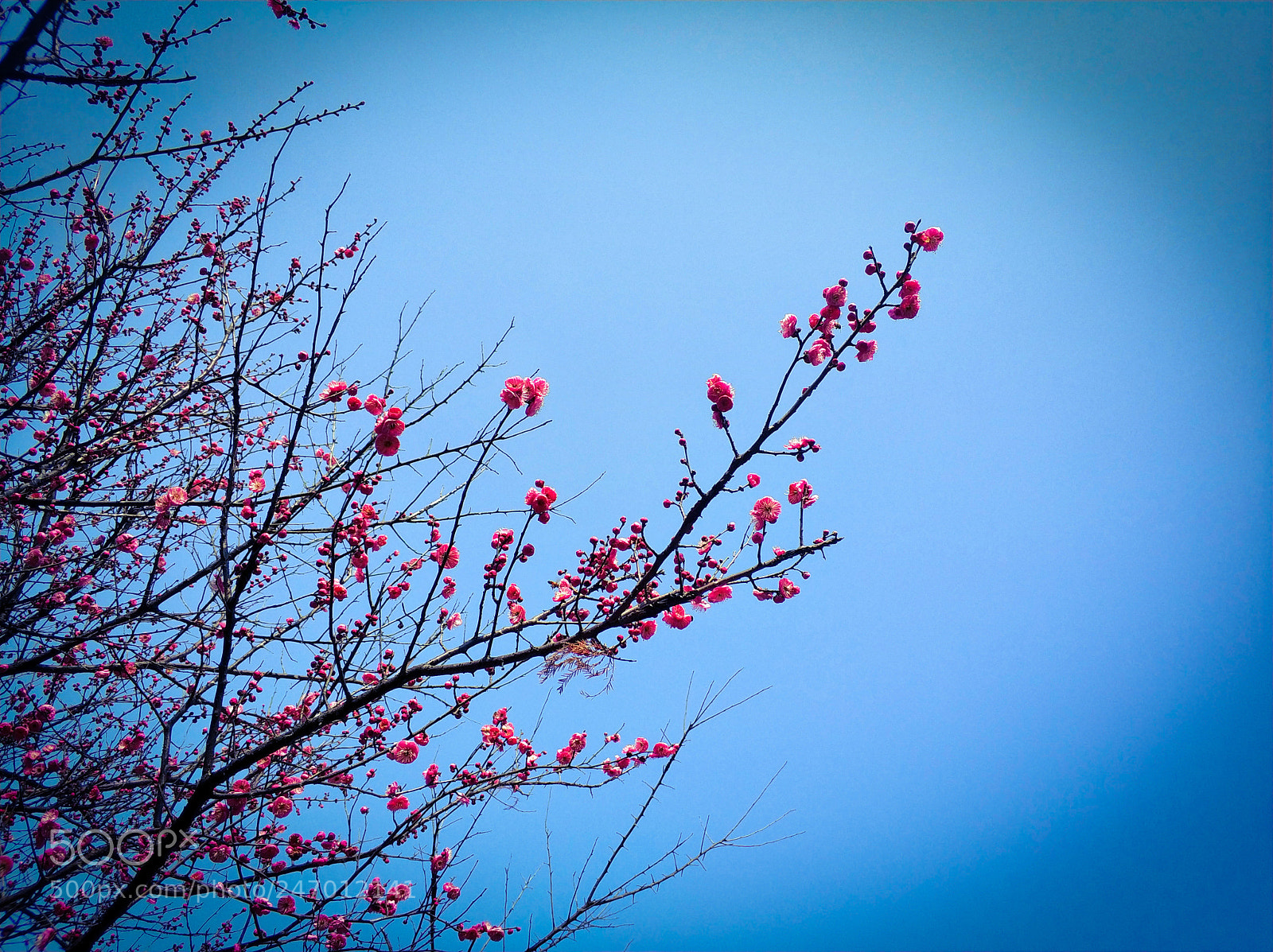 Xiaomi MI6 sample photo. Untitled photography