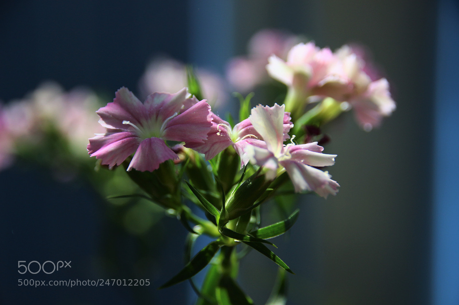 Canon EOS 100D (EOS Rebel SL1 / EOS Kiss X7) sample photo. Little flowers............ photography