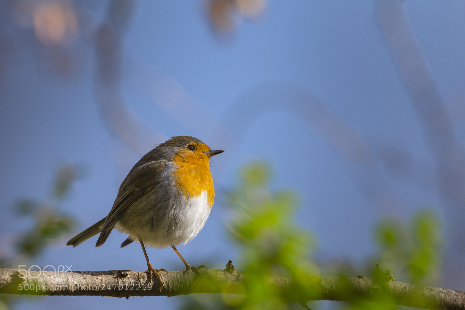 Nikon D7200 sample photo. Robin in the light photography
