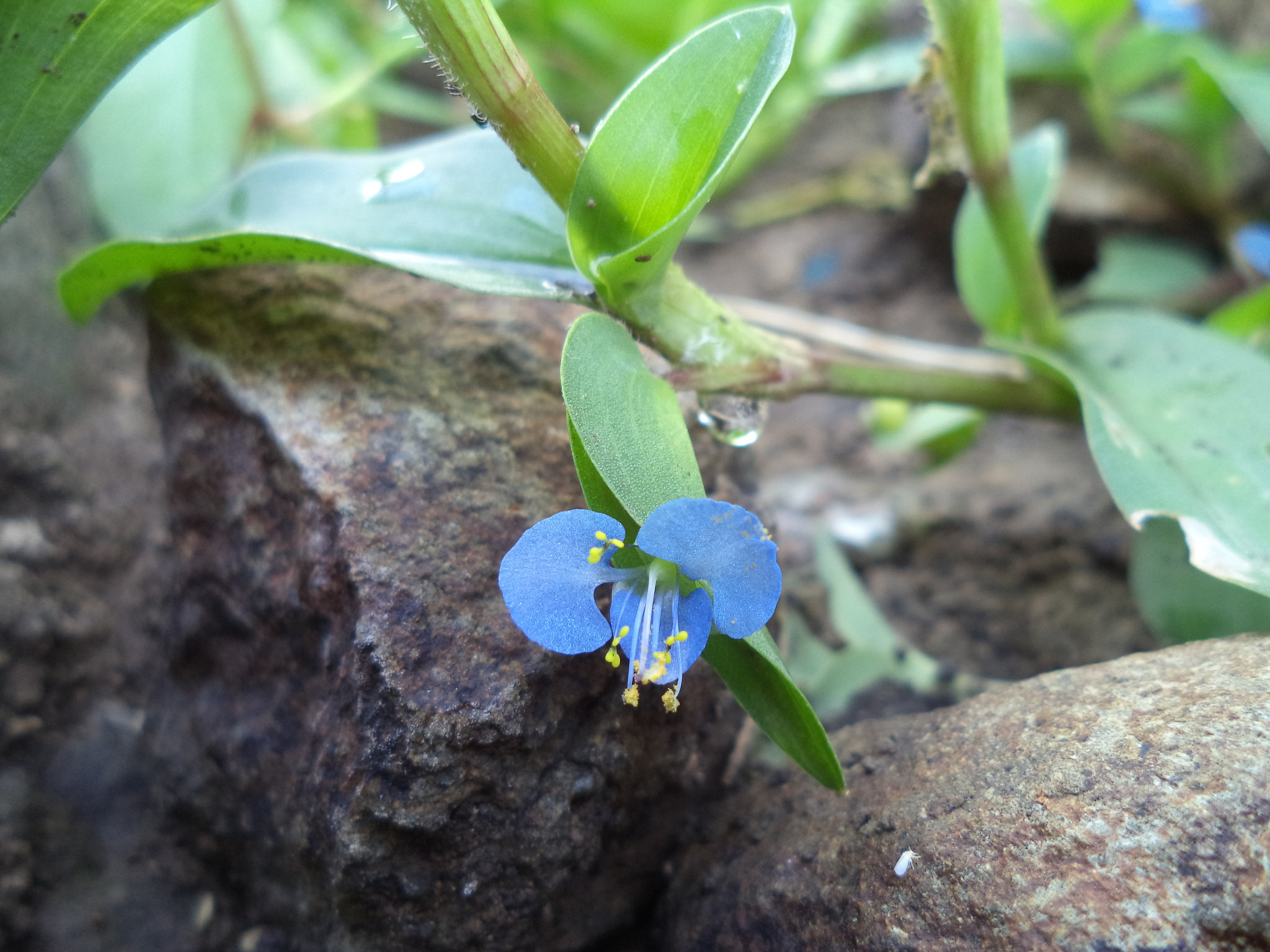 Sony Cyber-shot DSC-W710 sample photo. Wild plant flower photography