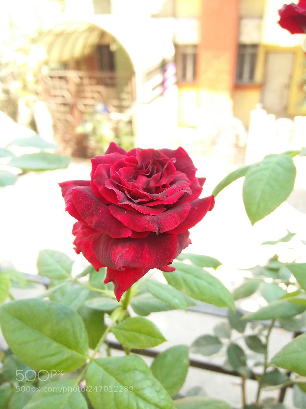 OPPO A37fw-International sample photo. Red velvet photography