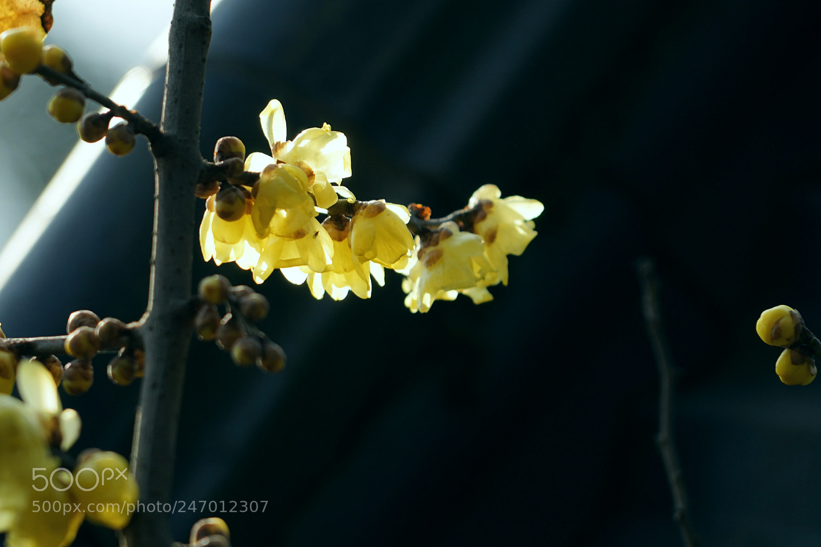 Sony a7 II sample photo. Untitled photography