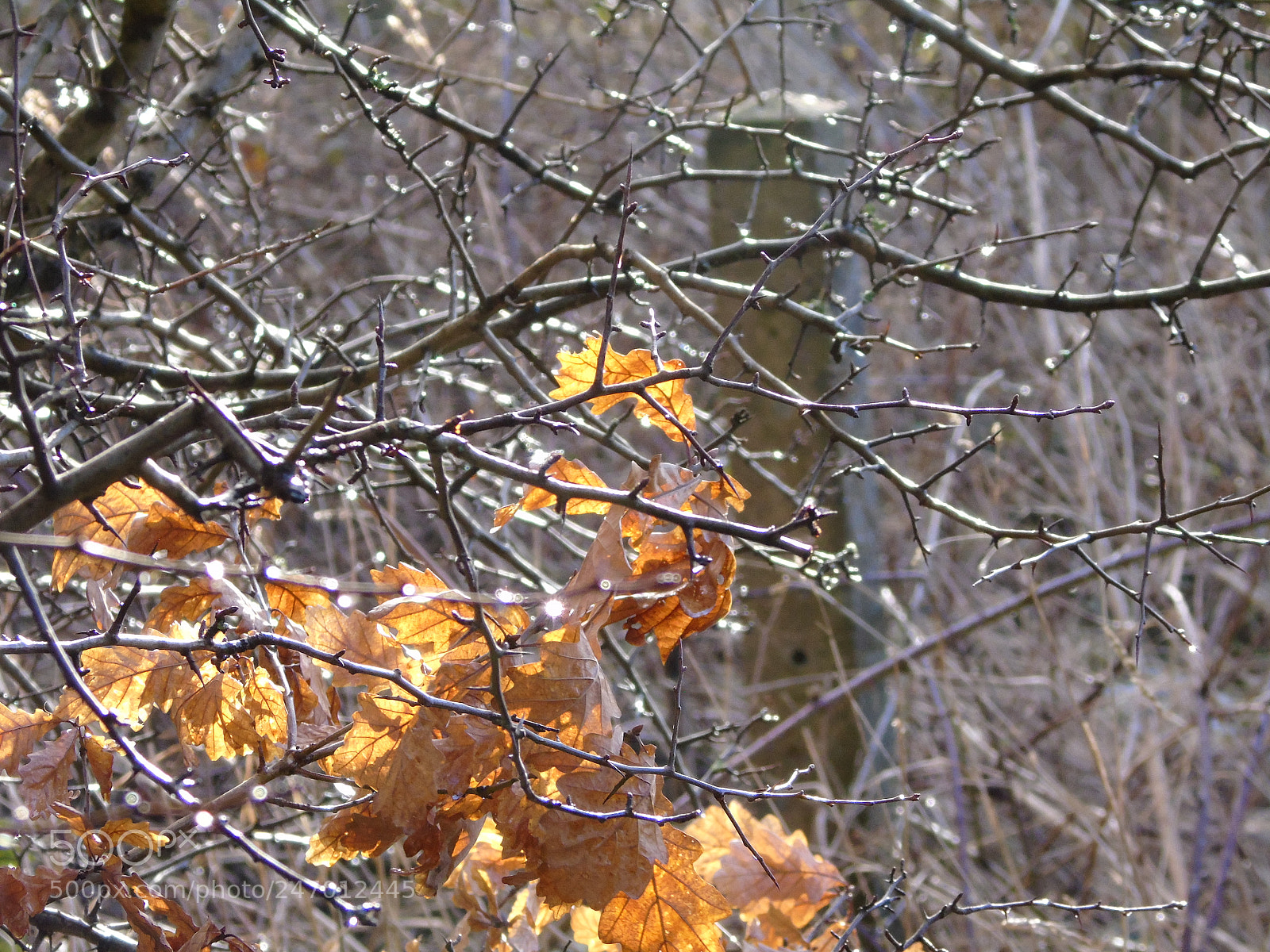 Sony Cyber-shot DSC-H400 sample photo. Water droplets on the photography