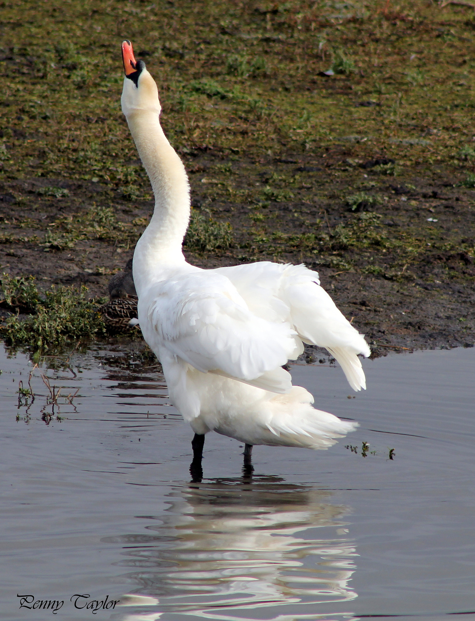 Canon EOS 1100D (EOS Rebel T3 / EOS Kiss X50) + EF75-300mm f/4-5.6 sample photo. Mute swan photography