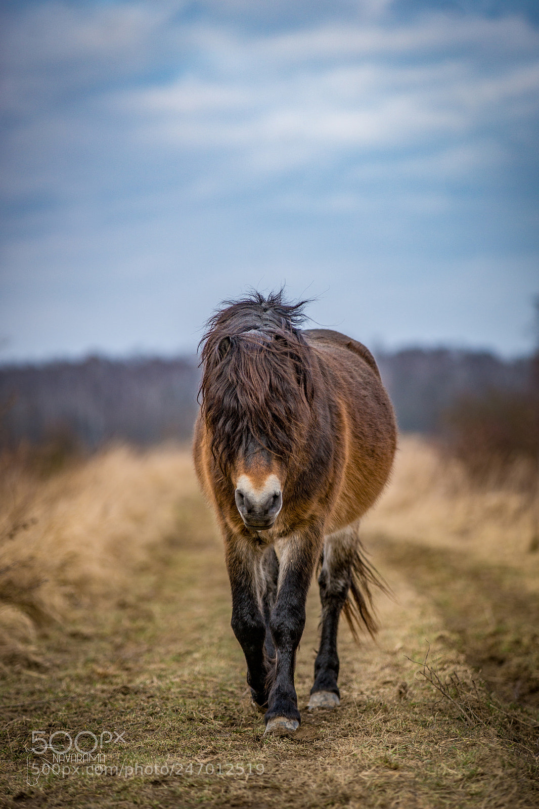 Sony SLT-A99V sample photo. Exmoor pony photography