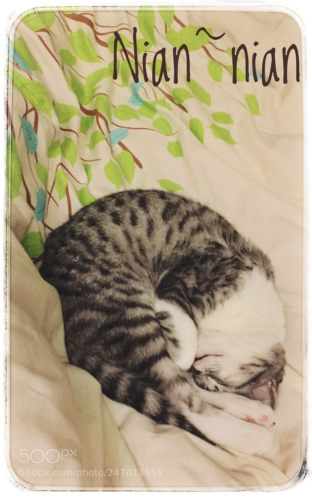 Apple iPhone 6 sample photo. My little kitty photography
