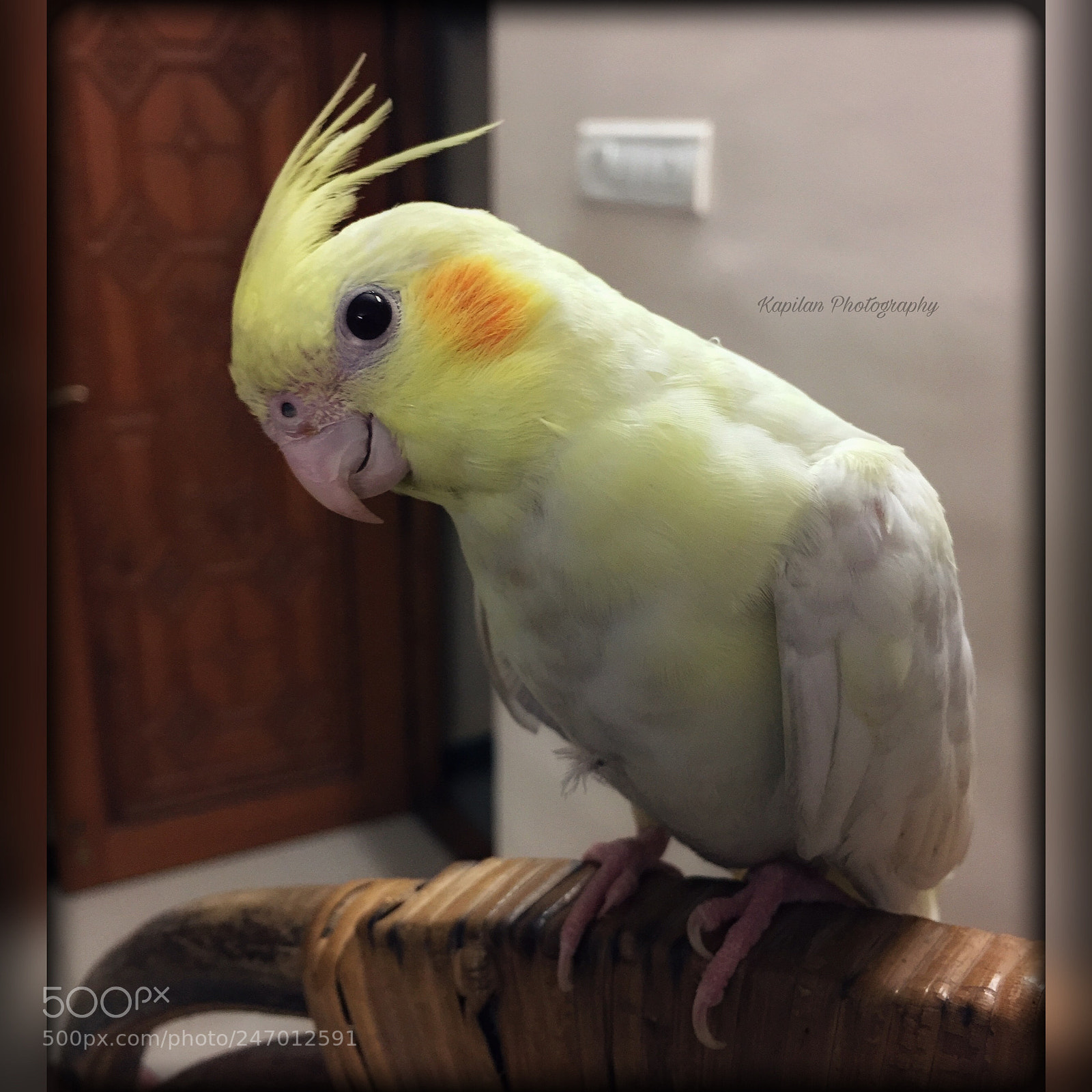 Apple iPhone 6 Plus sample photo. Love for pets never photography
