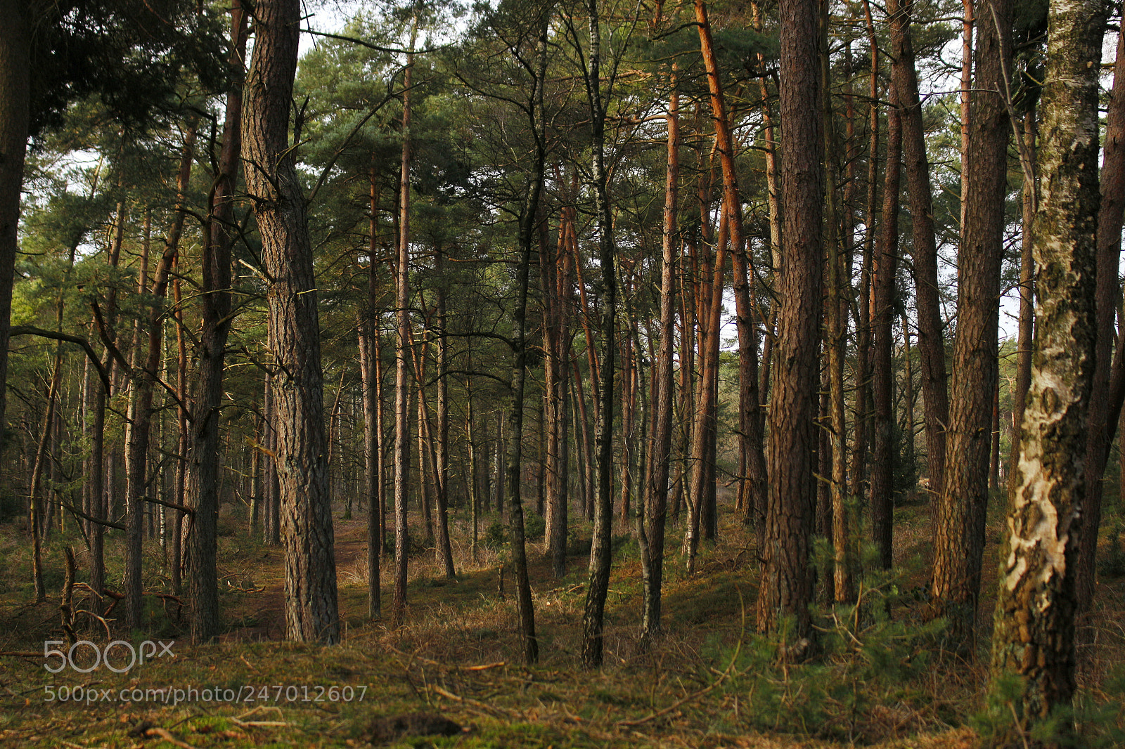 Canon EOS 700D (EOS Rebel T5i / EOS Kiss X7i) sample photo. Forest photography