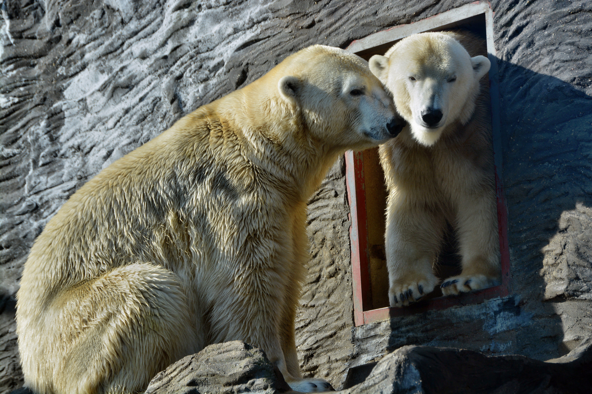 Nikon D5200 sample photo. Eisbären zoo prag photography