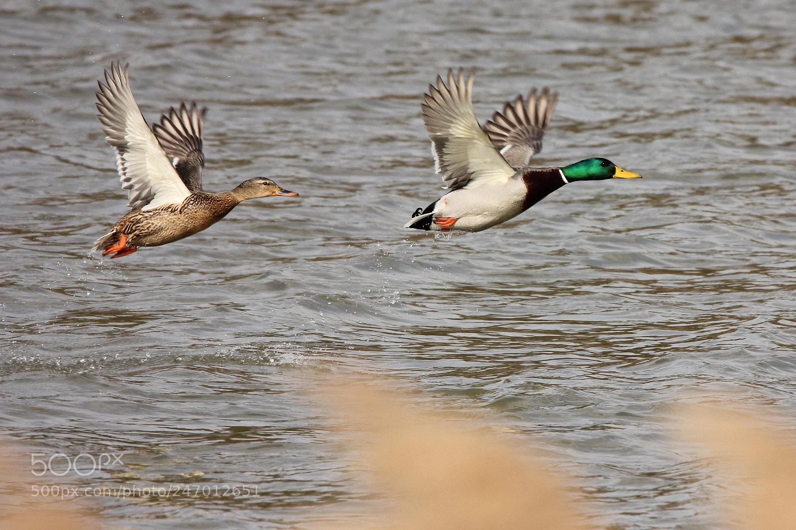 Canon EOS 550D (EOS Rebel T2i / EOS Kiss X4) sample photo. Mallards photography