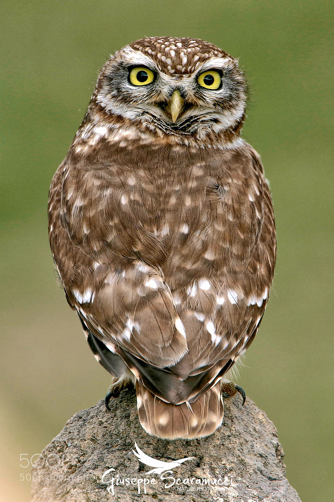 Canon EOS 7D Mark II sample photo. Owl photography