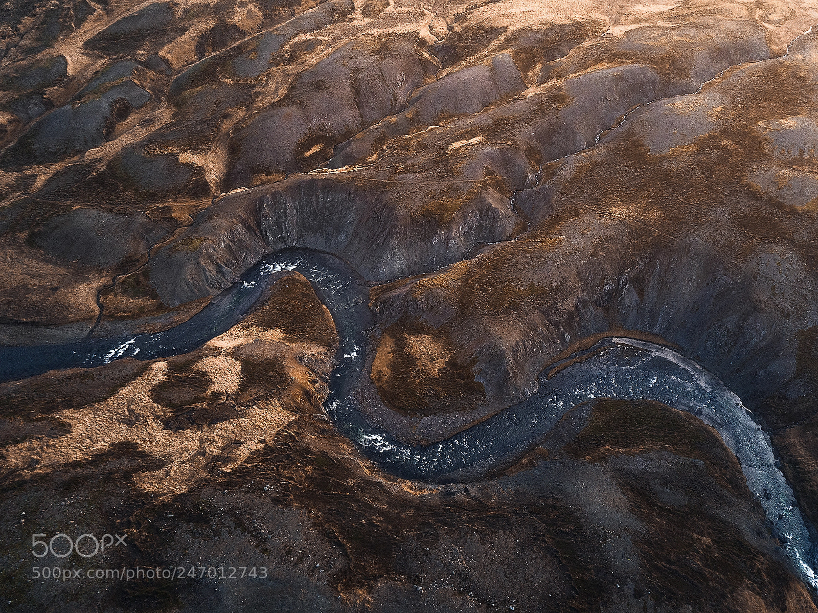DJI FC220 sample photo. Golden snake photography