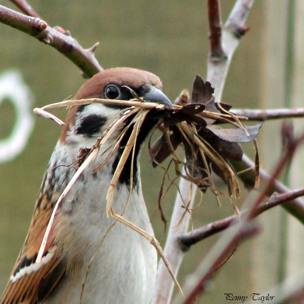 EF75-300mm f/4-5.6 sample photo. Home maker photography