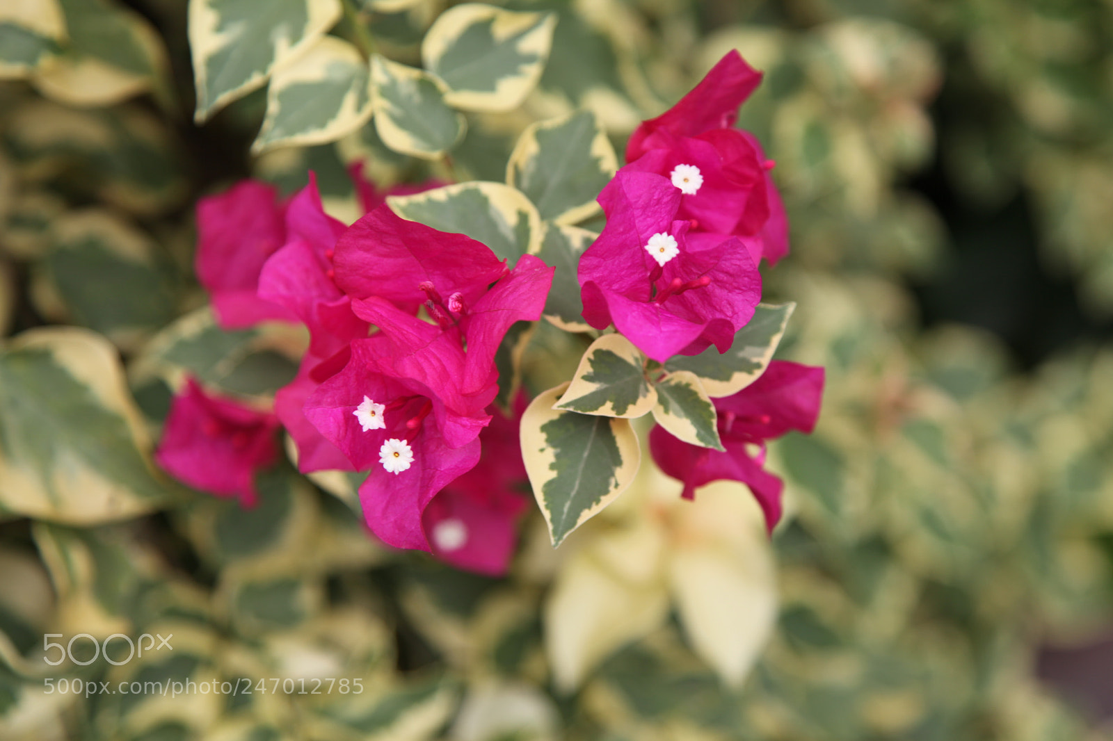 Canon EF 24-105mm F4L IS USM sample photo. Bougainvillea photography