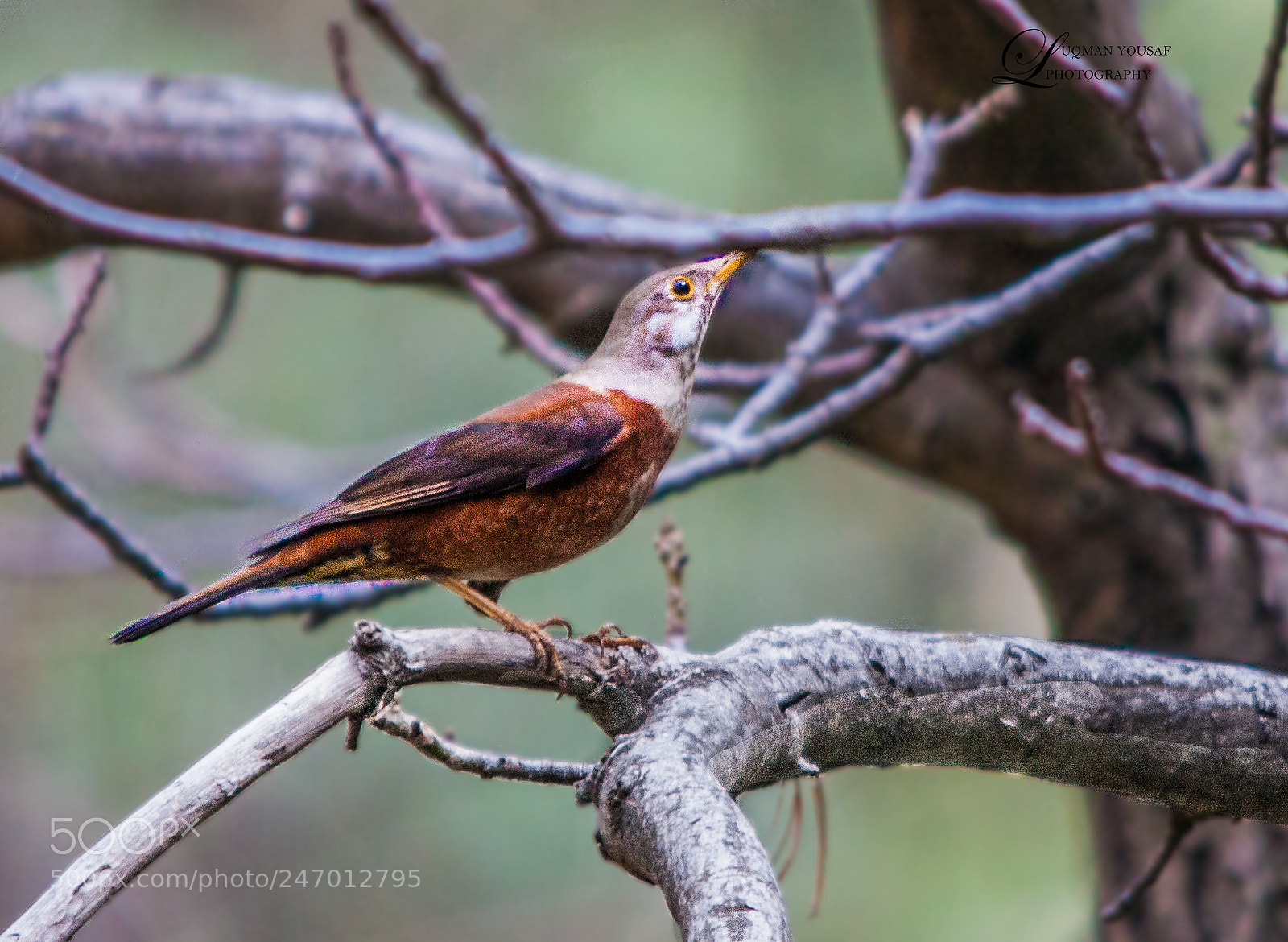 Canon EOS 40D sample photo. Chestnut thrush photography