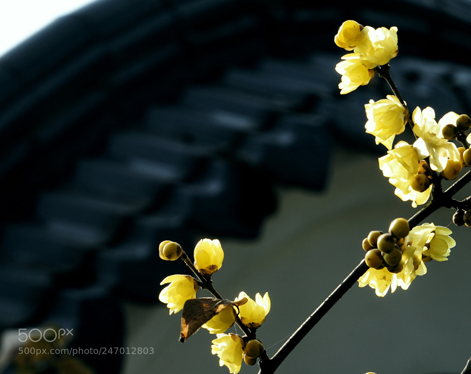 Sony a7 II sample photo. Untitled photography
