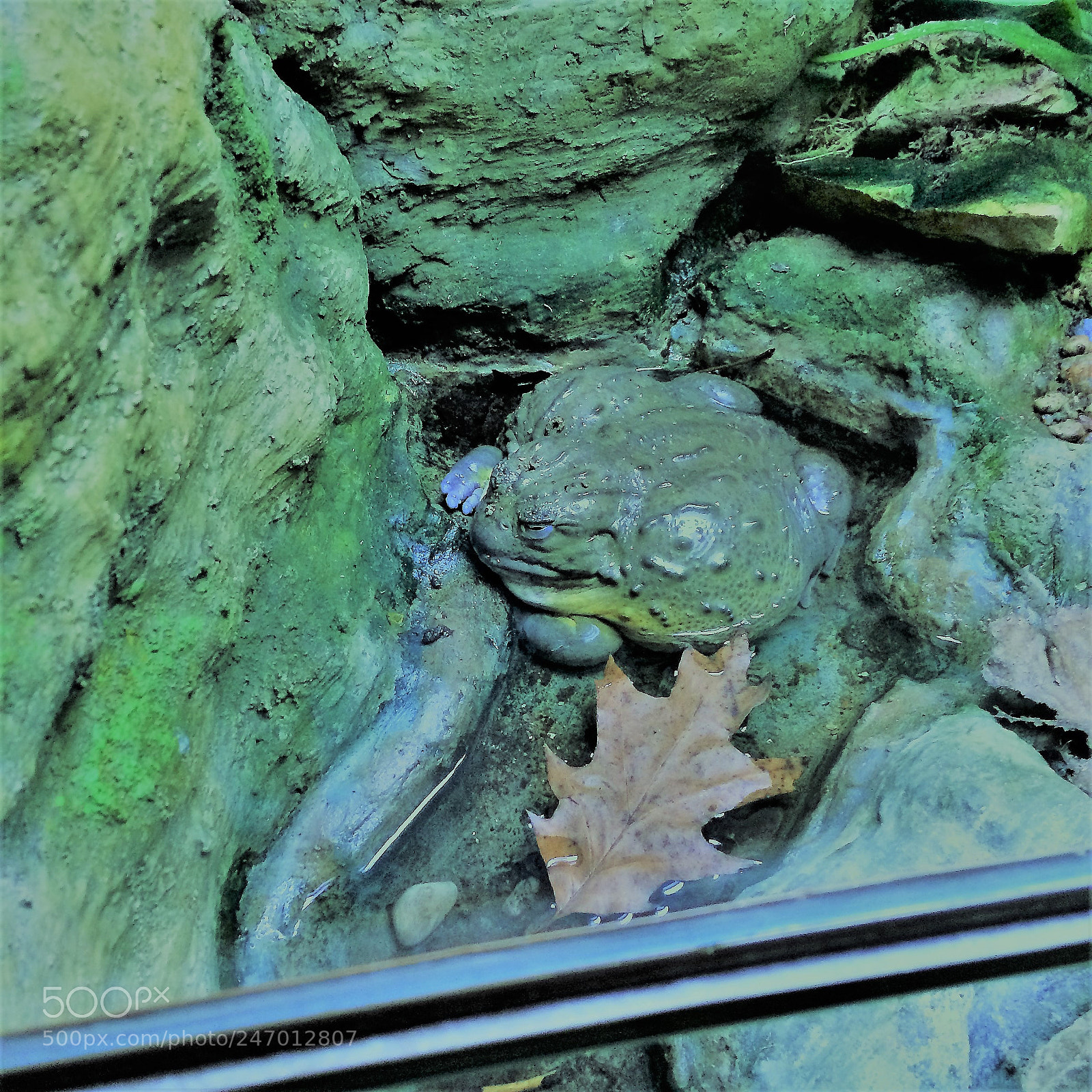 Apple iPhone 5s sample photo. Sleepy frog photography