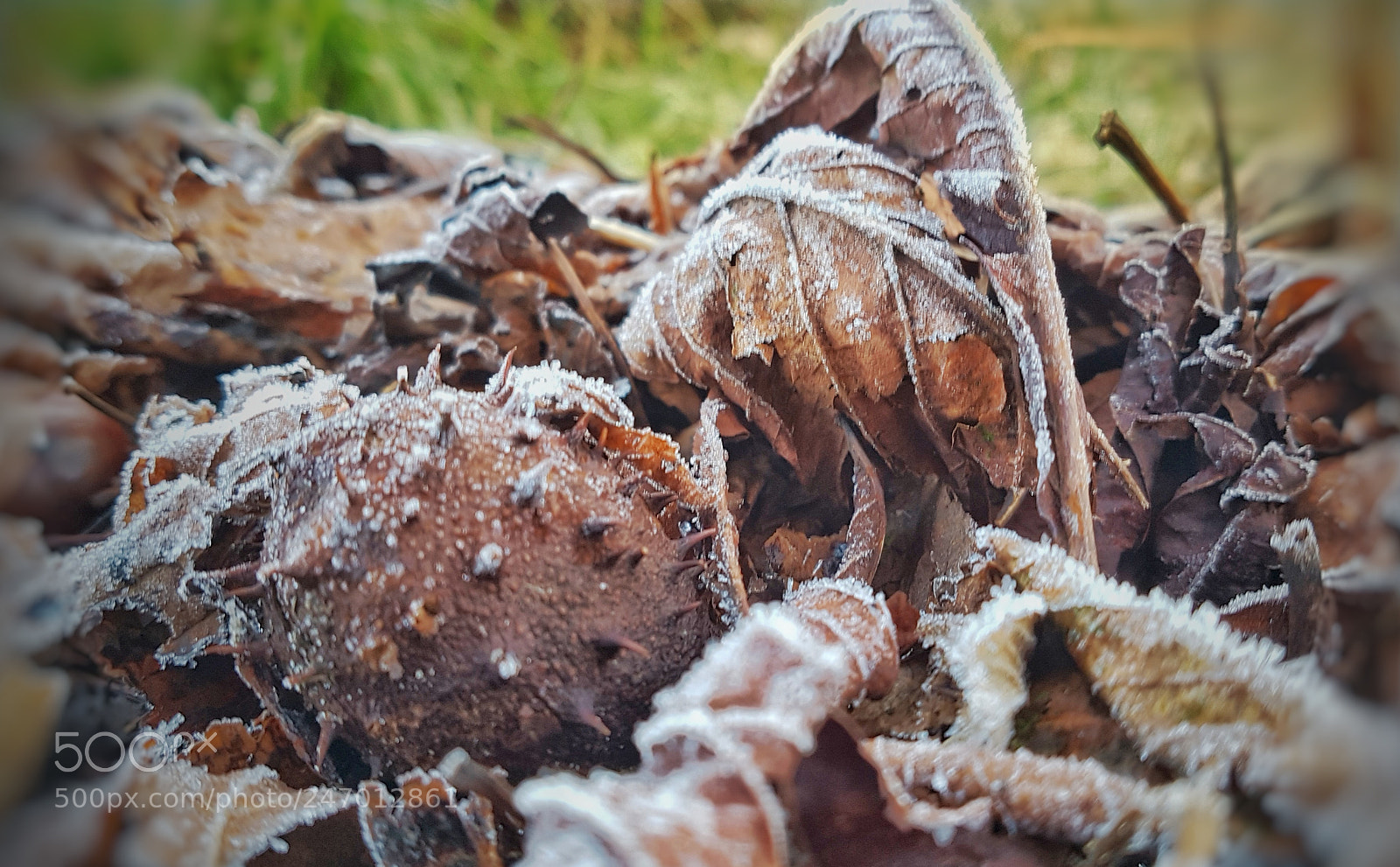 Samsung Galaxy S7 sample photo. Frost photography