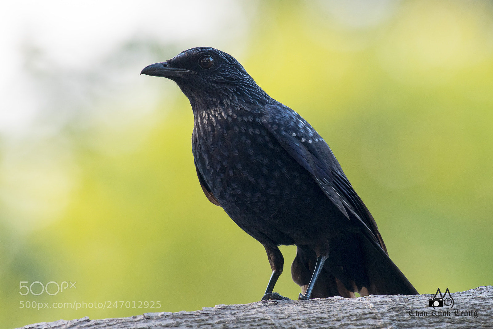 Nikon D500 sample photo. Blue whistling thrush photography