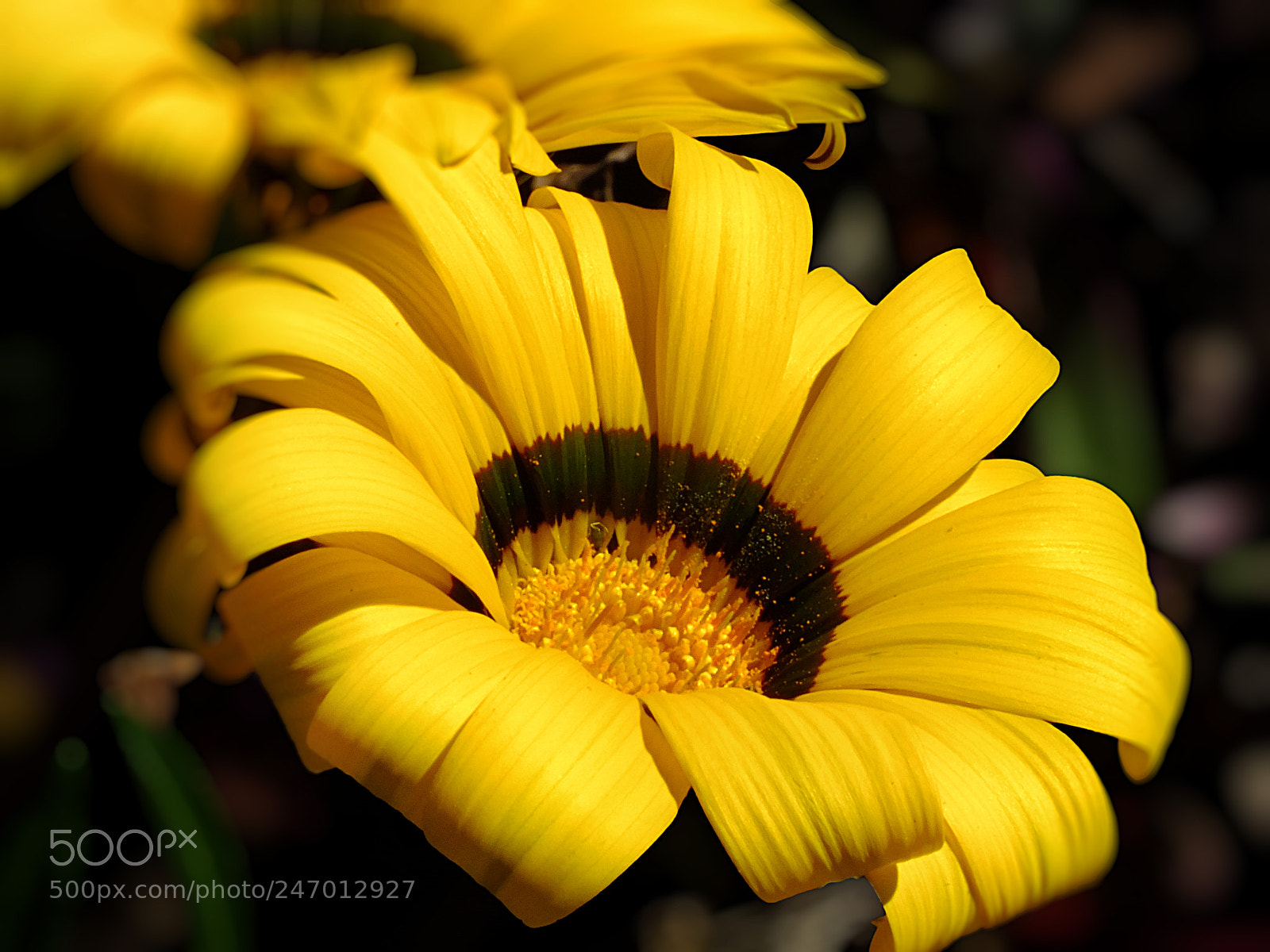 FujiFilm FinePix HS20 EXR (FinePix HS22 EXR) sample photo. Yellow_flower photography