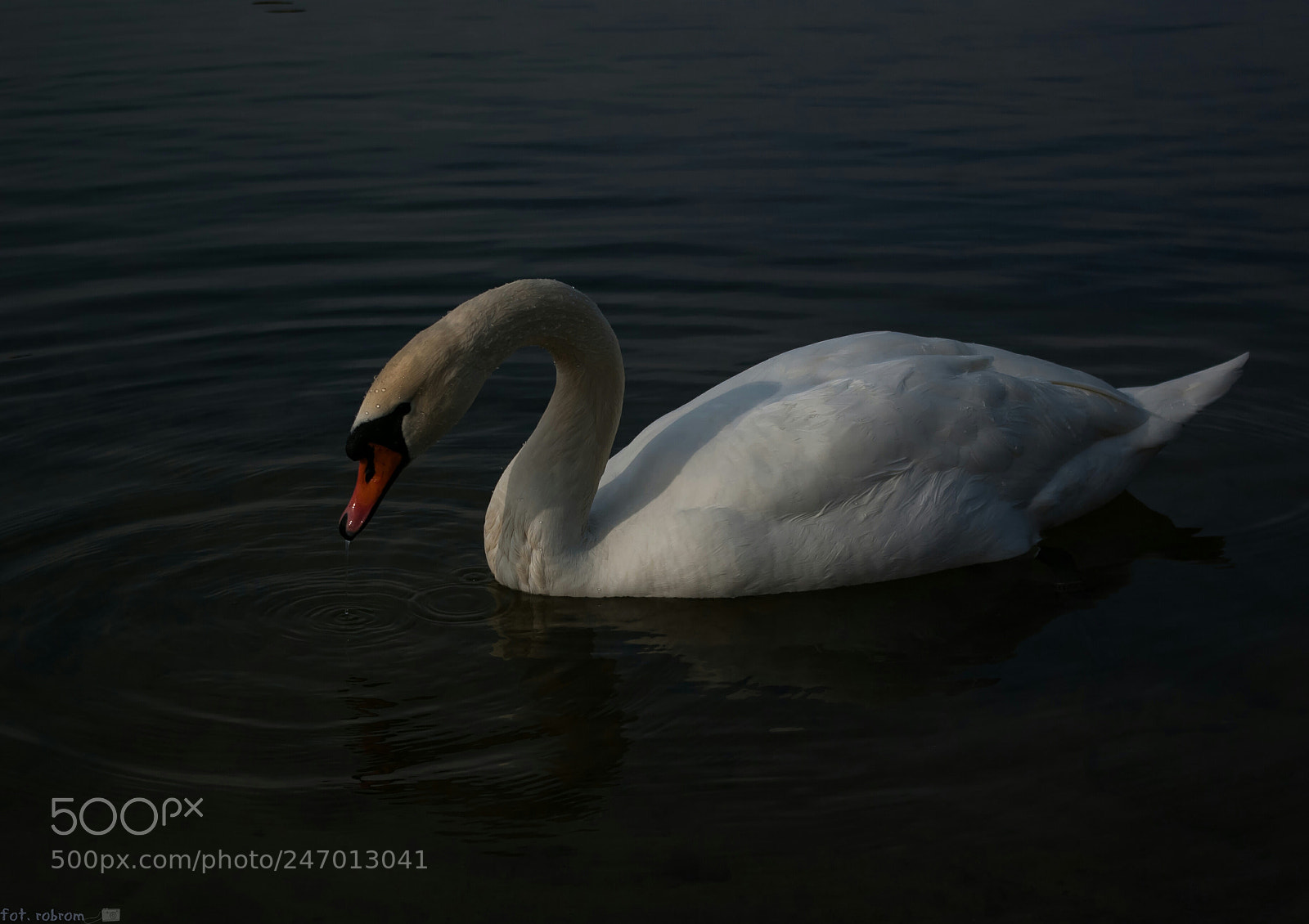 Pentax K10D sample photo. Swan photography
