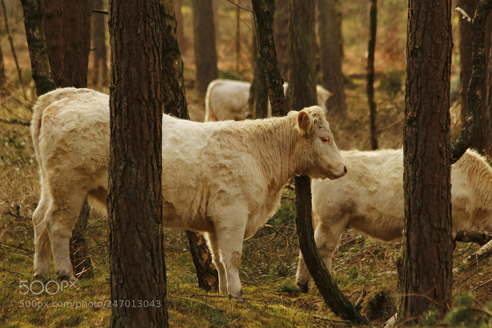 Canon EOS 700D (EOS Rebel T5i / EOS Kiss X7i) sample photo. Standing cow photography