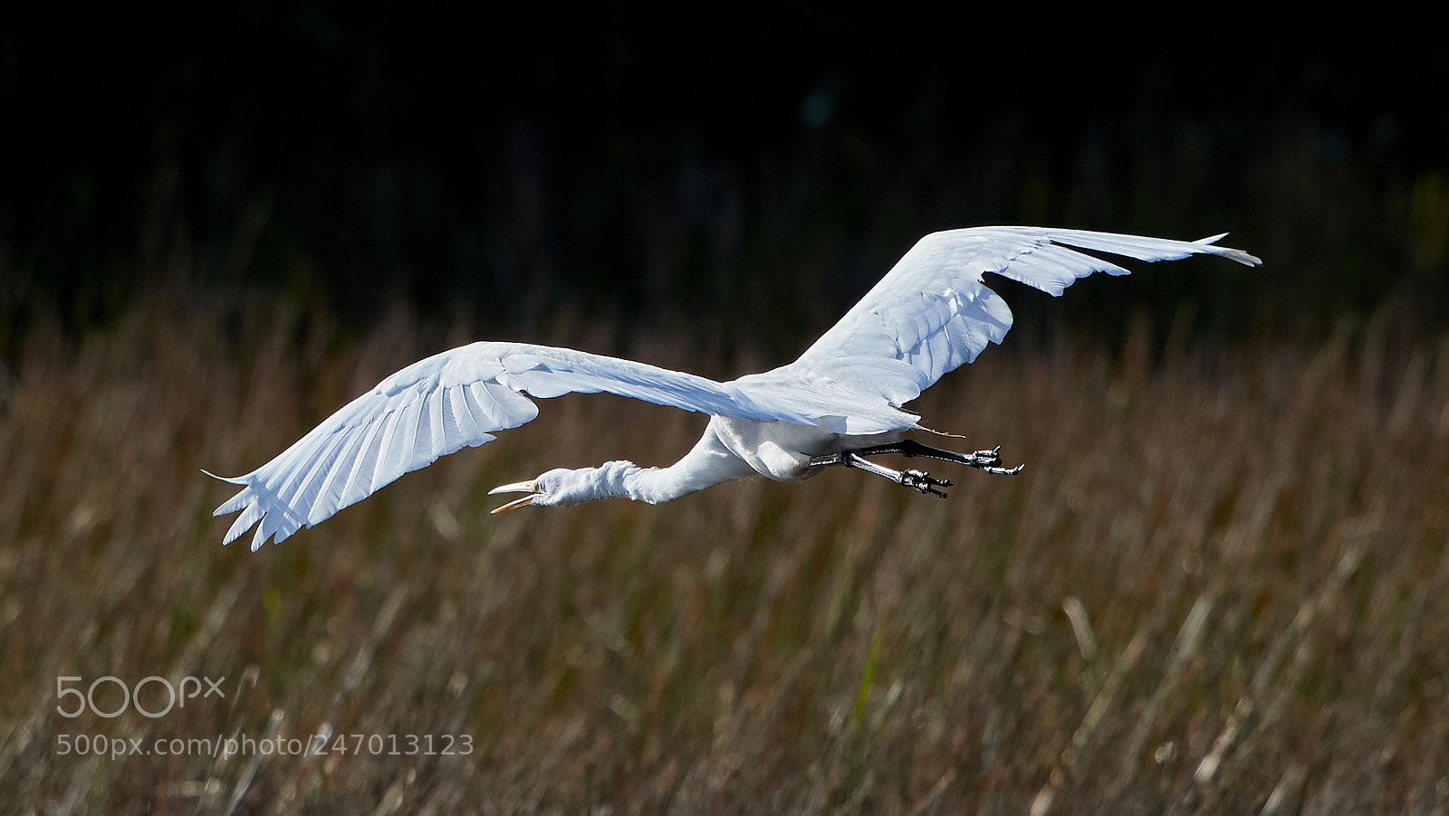 Canon EOS-1D X Mark II sample photo. 02-22-18-0004793.jpg photography