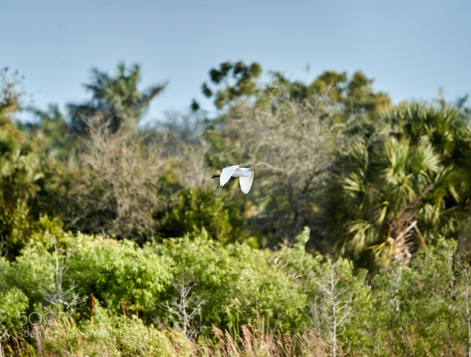 Canon EOS-1D X Mark II sample photo. 02-22-18-0004843.jpg photography