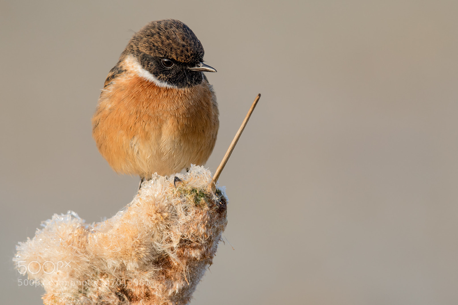 Canon EOS 7D Mark II sample photo. Stonechat photography