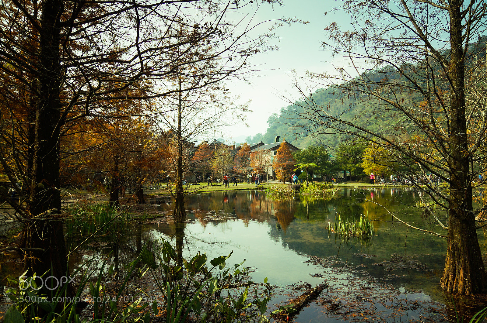 Sony SLT-A57 sample photo. Forest and lake photography