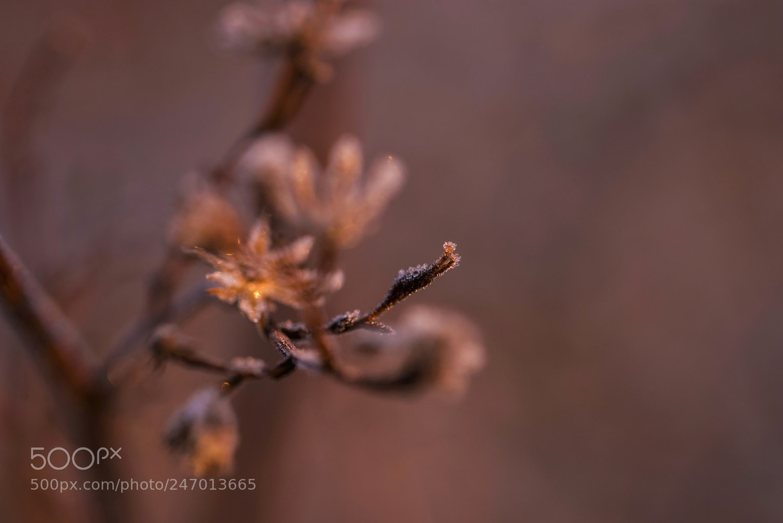 Nikon D810 sample photo. 蒲公英 photography