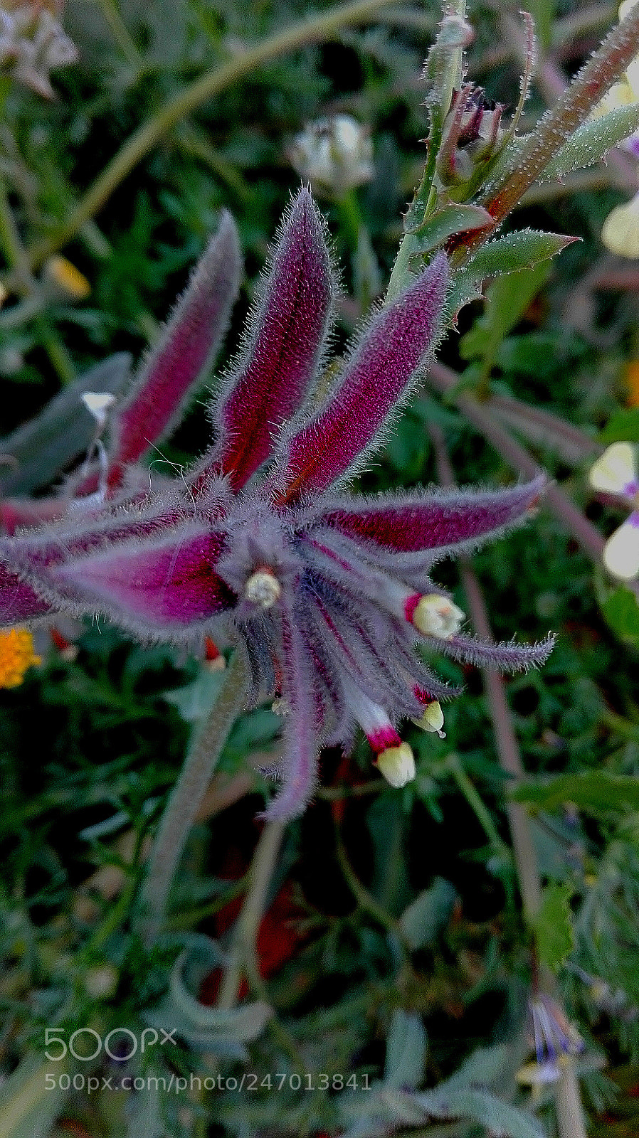 HUAWEI Y6II sample photo. Untitled photography
