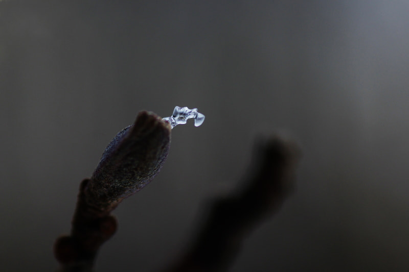 Tamron SP AF 90mm F2.8 Di Macro sample photo. Ice photography