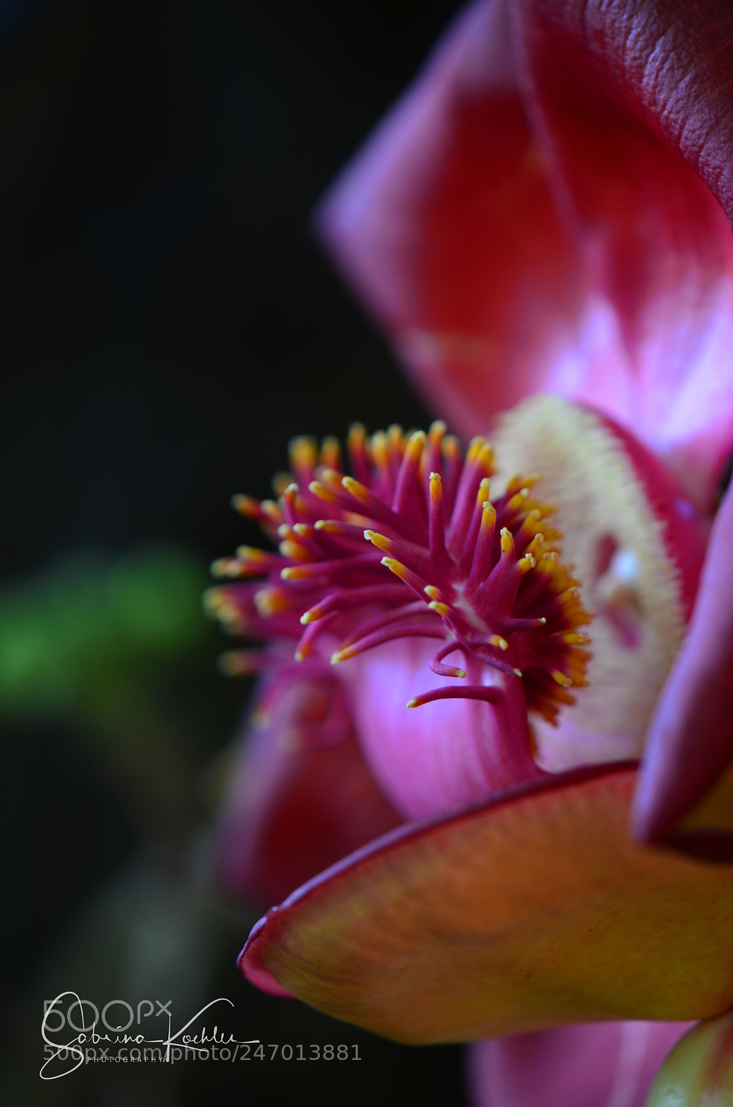 Nikon D5100 sample photo. Cannonball tree flower 2 photography