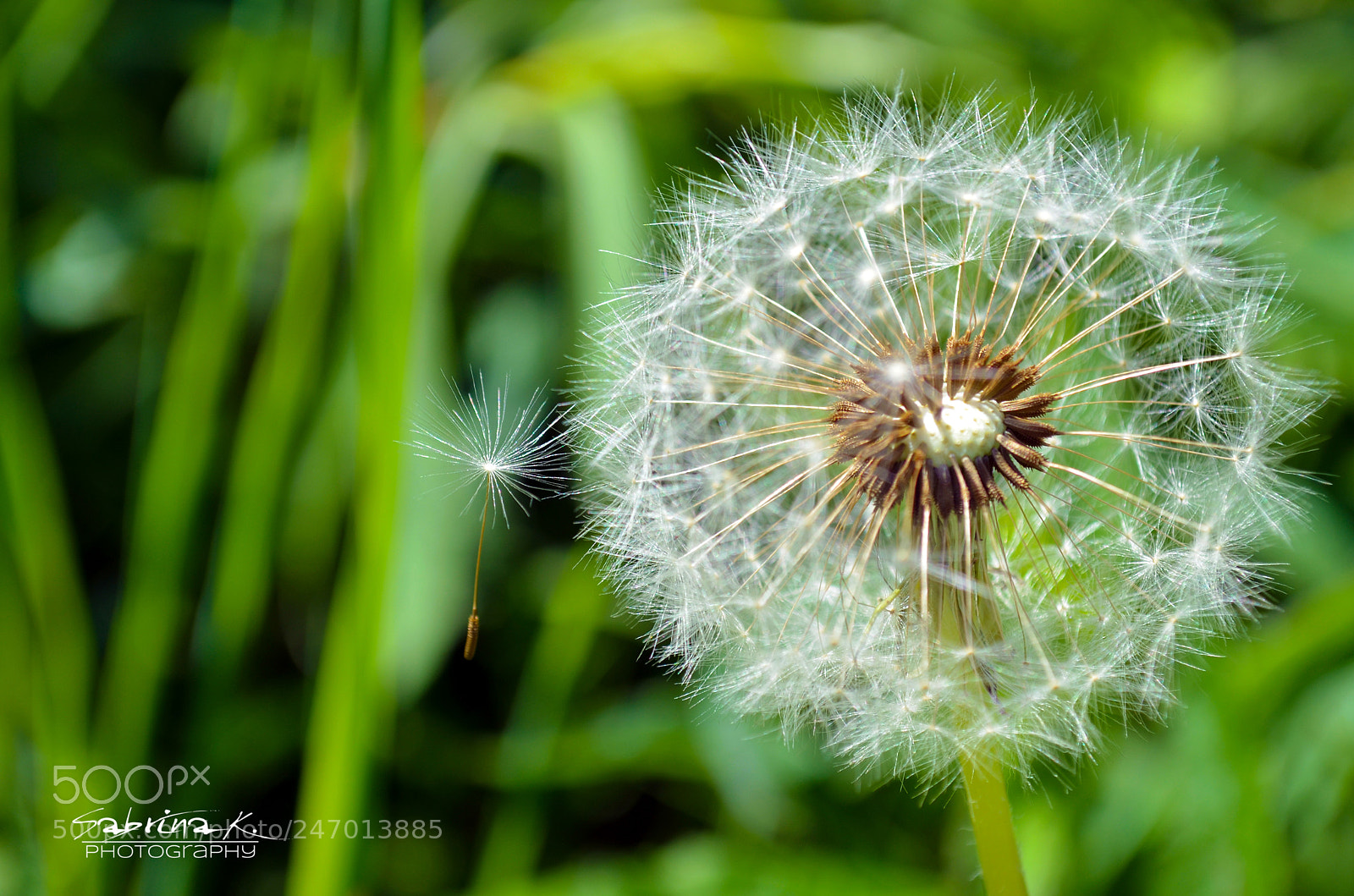 Nikon D5100 sample photo. Pusteblume photography