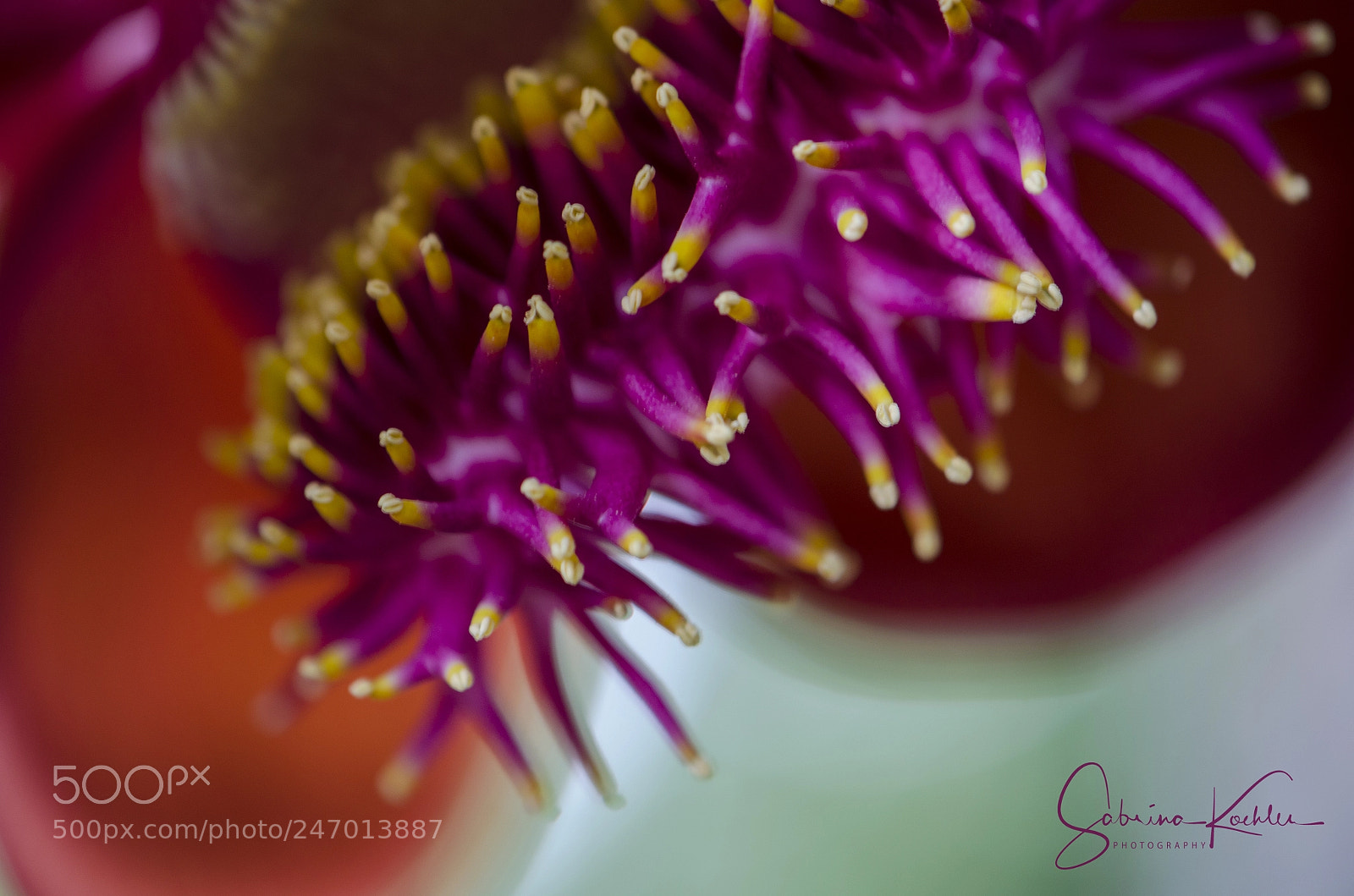 Nikon D5100 sample photo. Cannonball tree flower 1 photography
