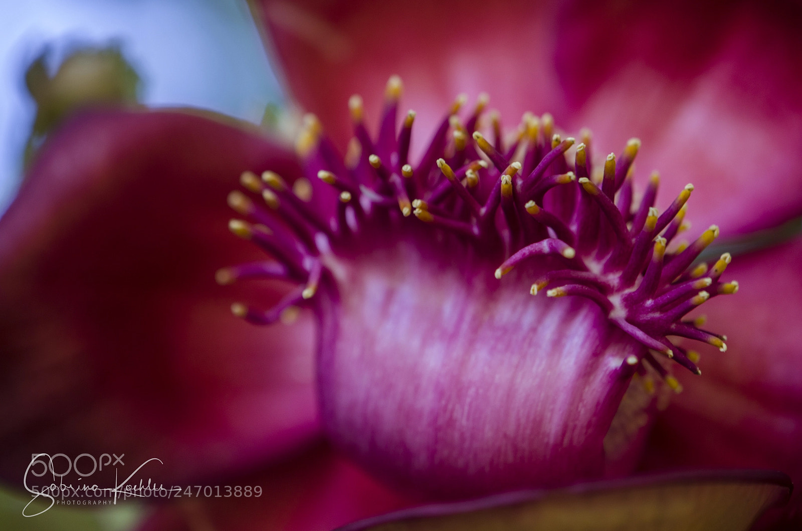 Nikon D5100 sample photo. Cannonball tree flower 3 photography