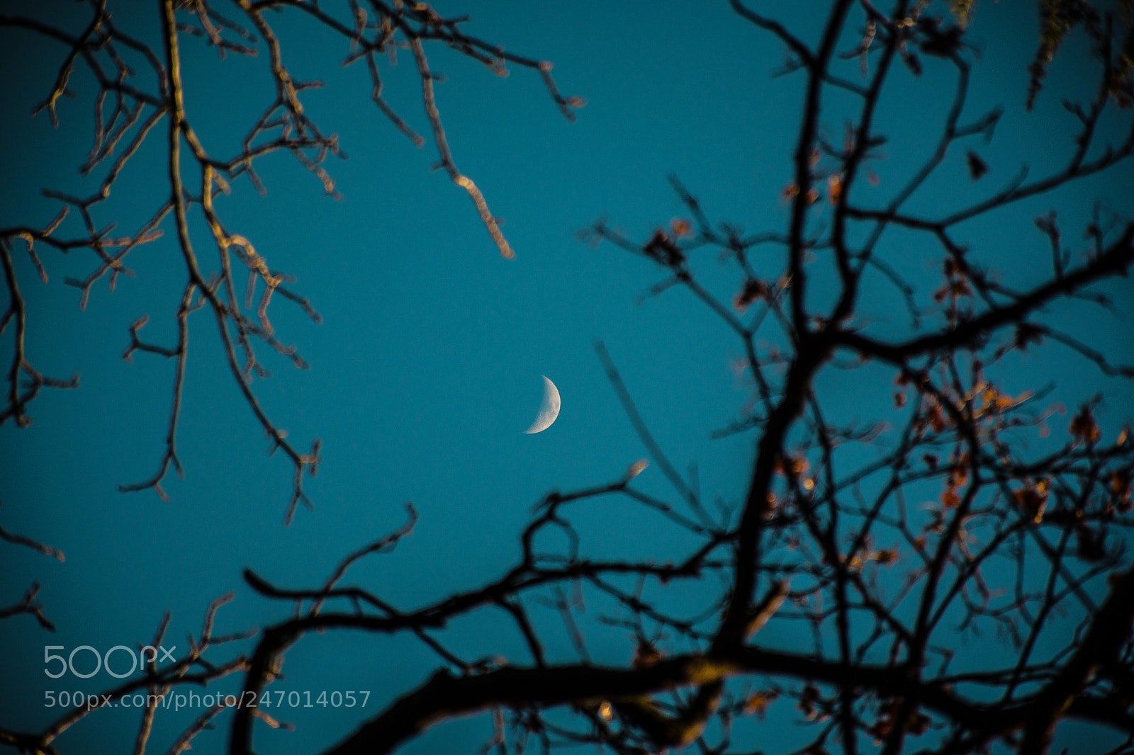 Nikon D7200 sample photo. Moonlight photography