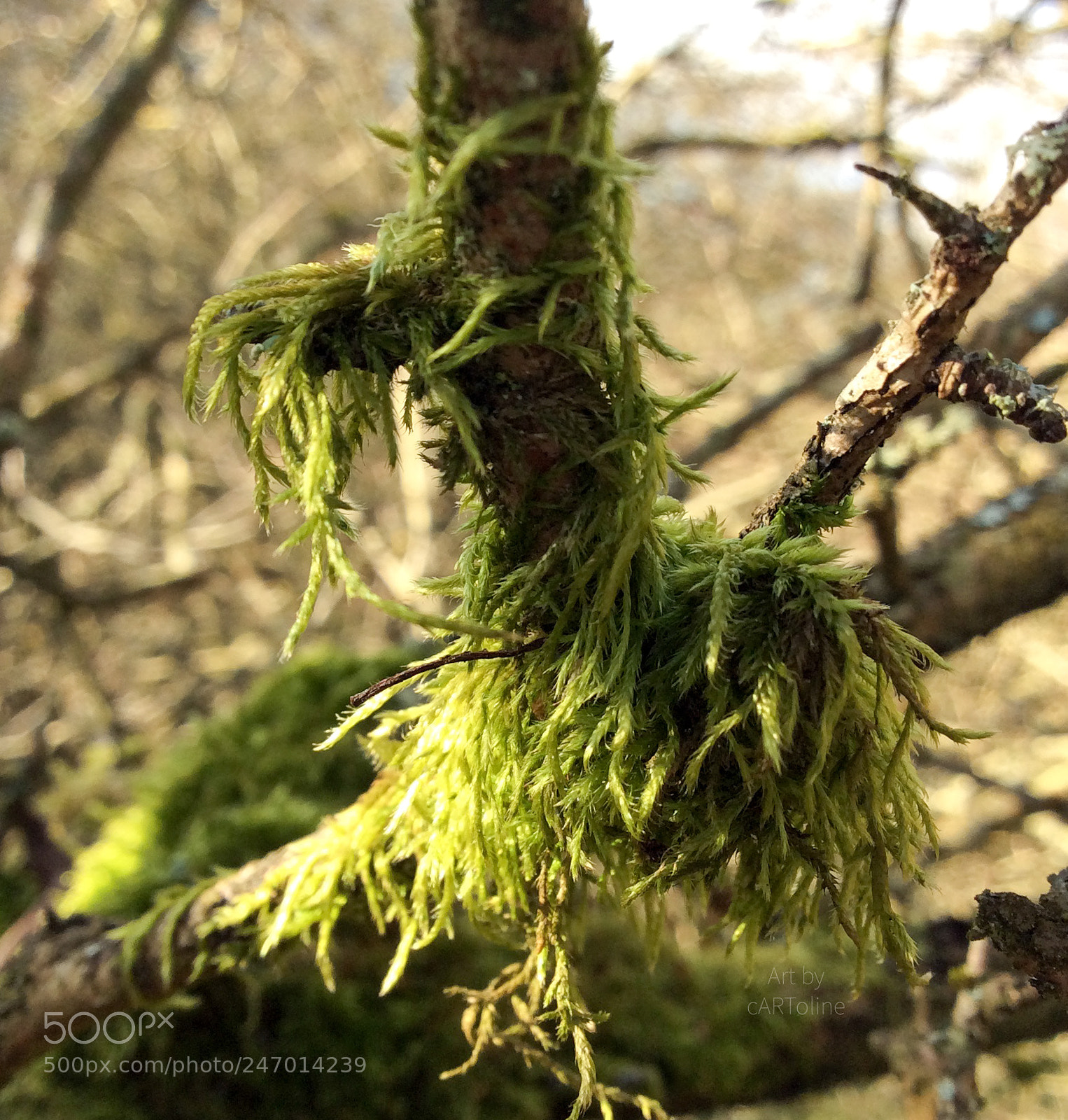 Apple iPad mini 2 sample photo. Moss dog. photography
