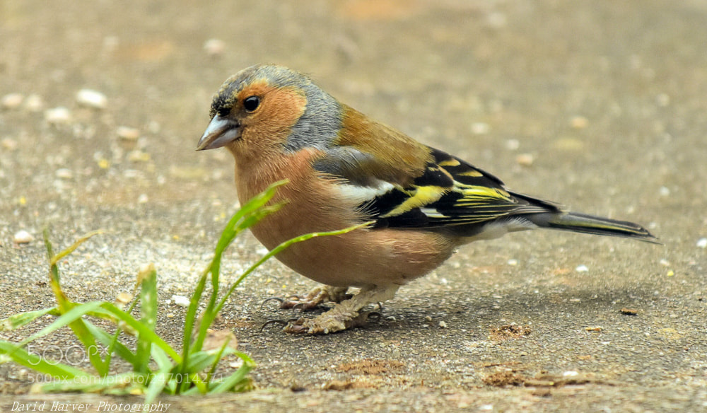 Nikon D7200 sample photo. Chaffinch photography