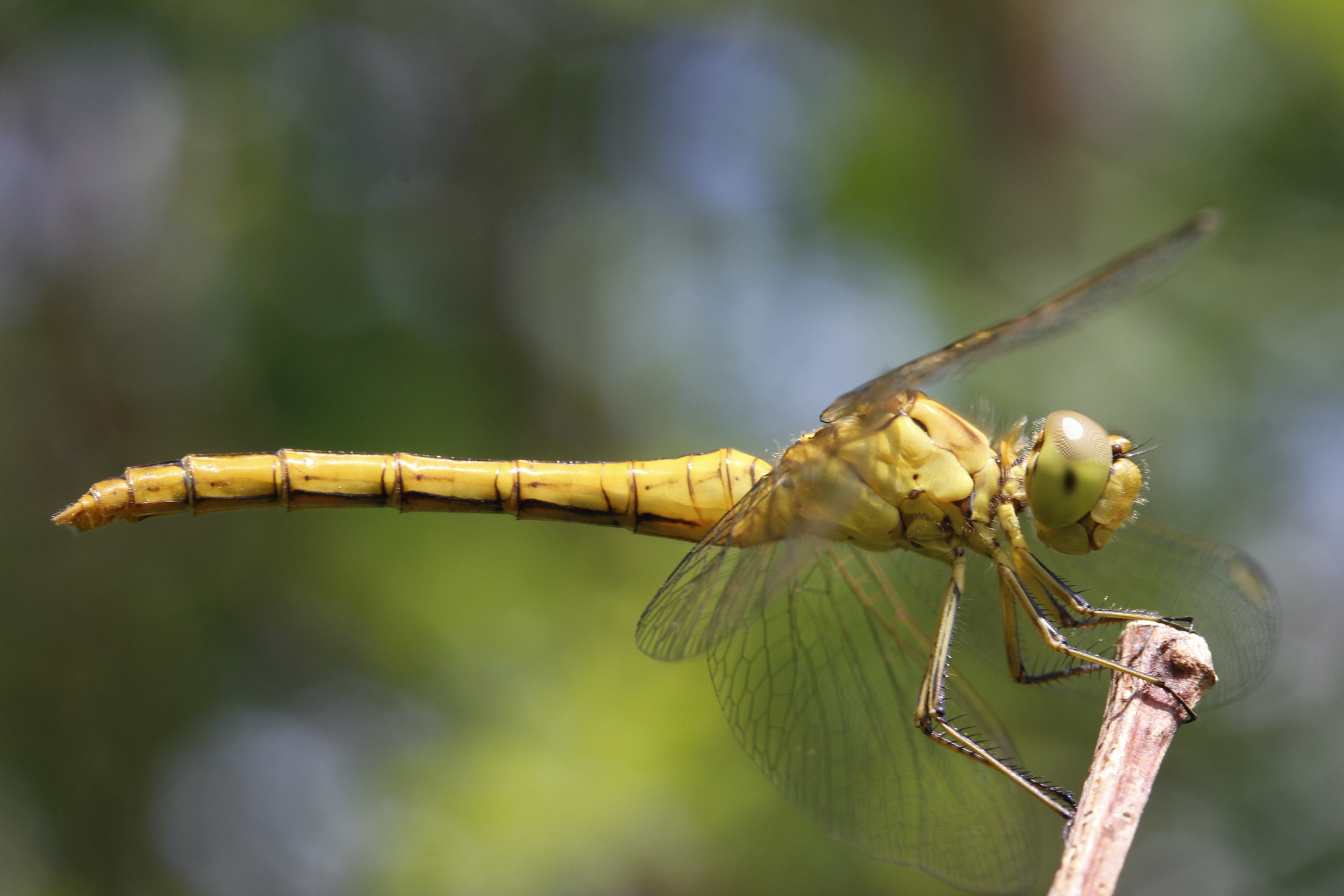 Canon EF-S 60mm F2.8 Macro USM sample photo. Dragonfly photography