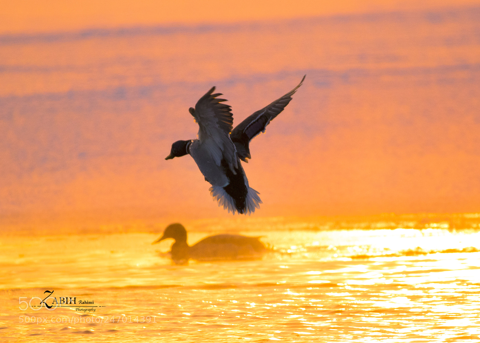 Canon EOS 7D Mark II sample photo. A photography