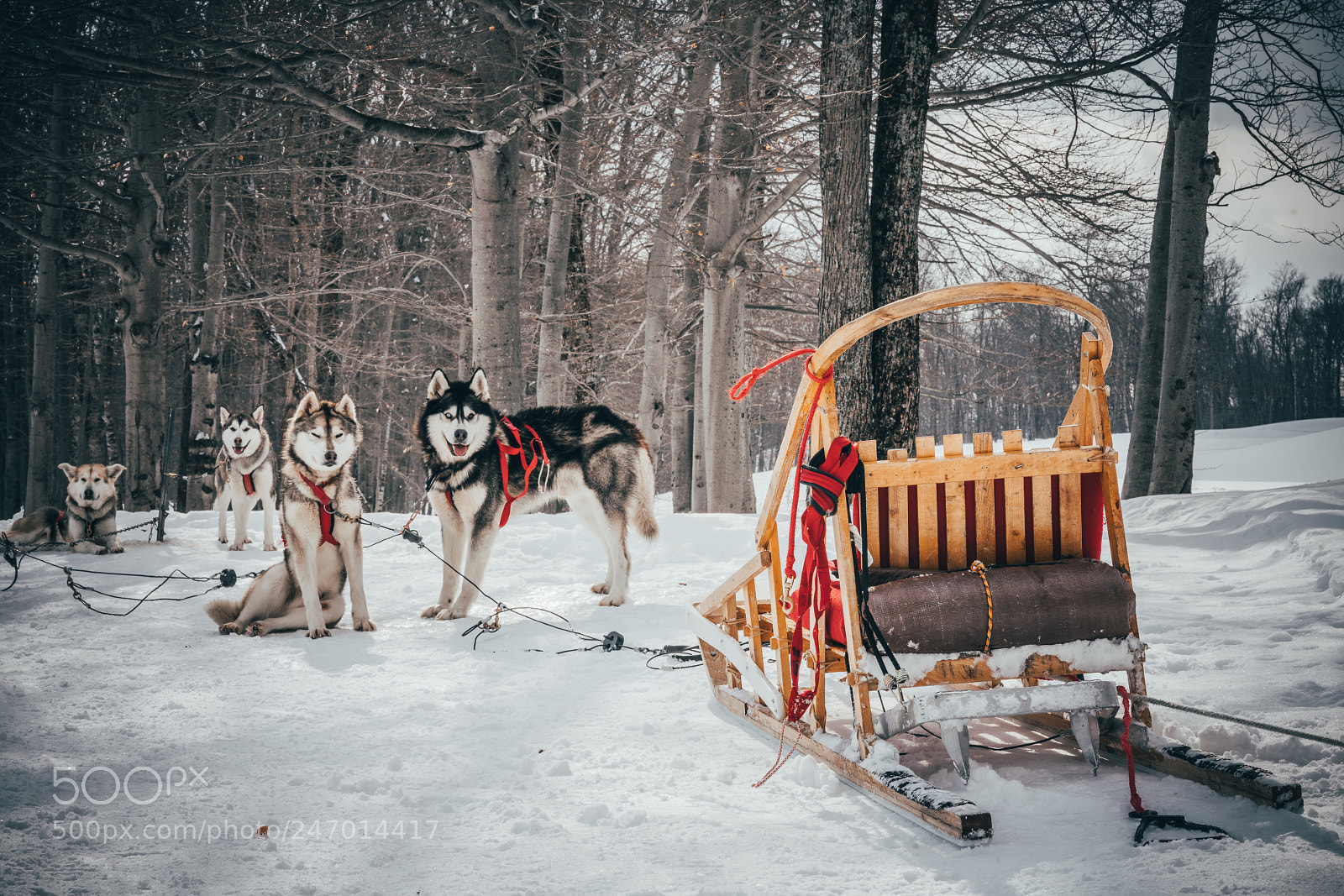 Sony a7R II sample photo. Gangs of canada. photography