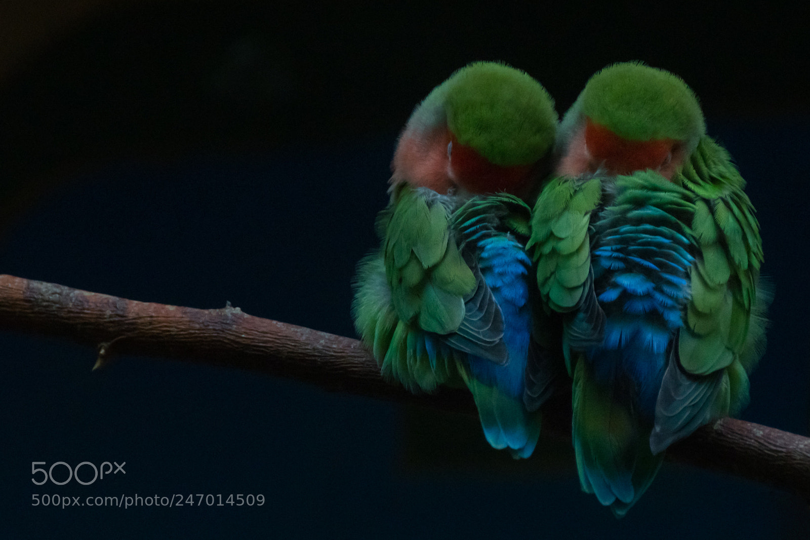 Sony ILCA-77M2 sample photo. Love is... photography