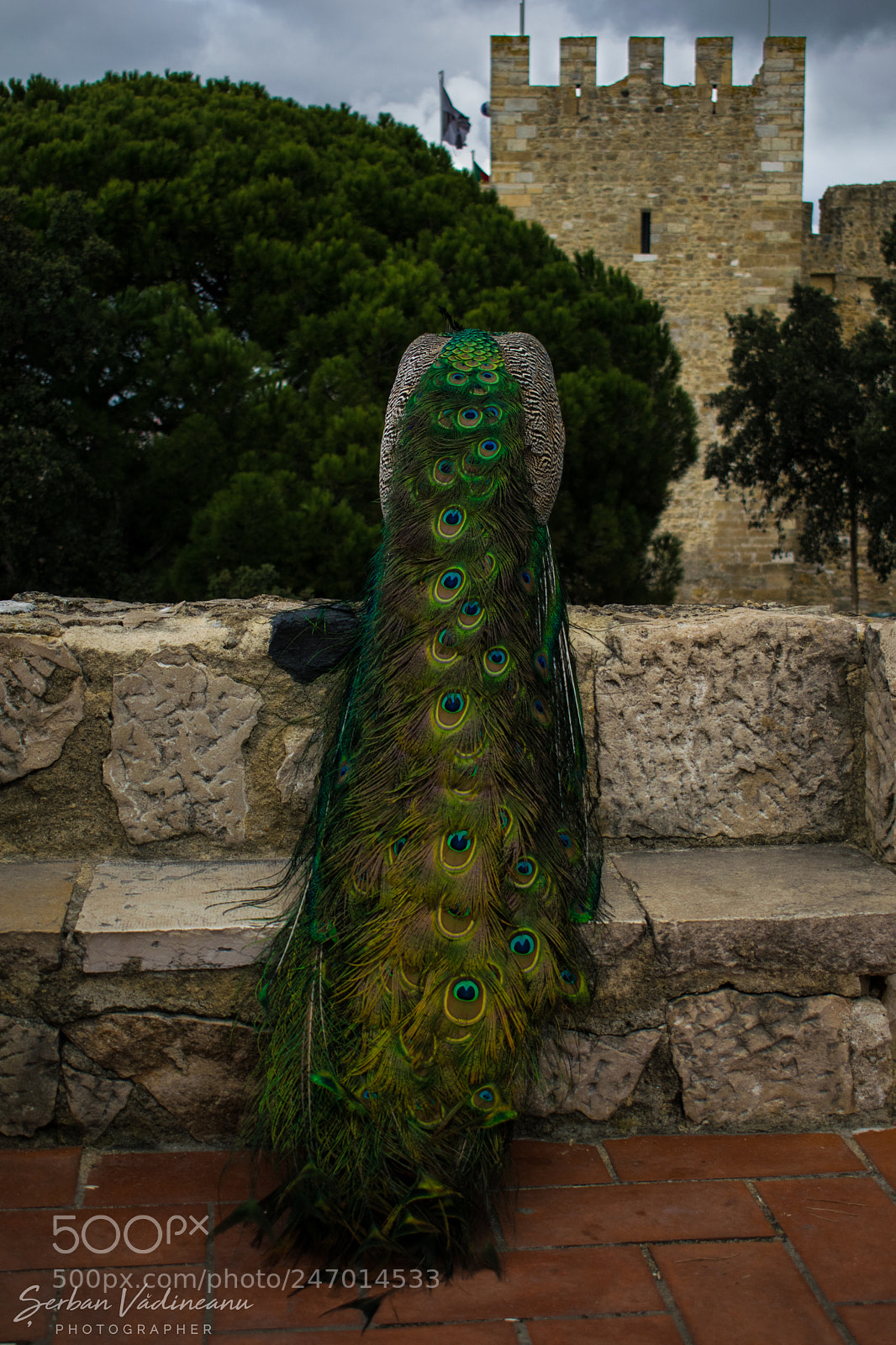 Nikon D5300 sample photo. A peacock admiring the photography