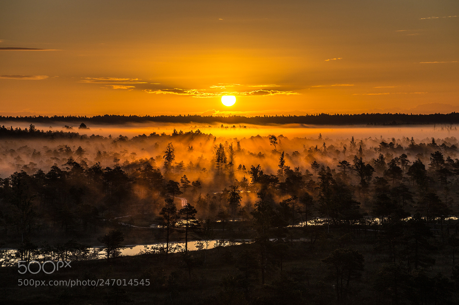 Sony SLT-A37 sample photo. The great kemeri bog photography