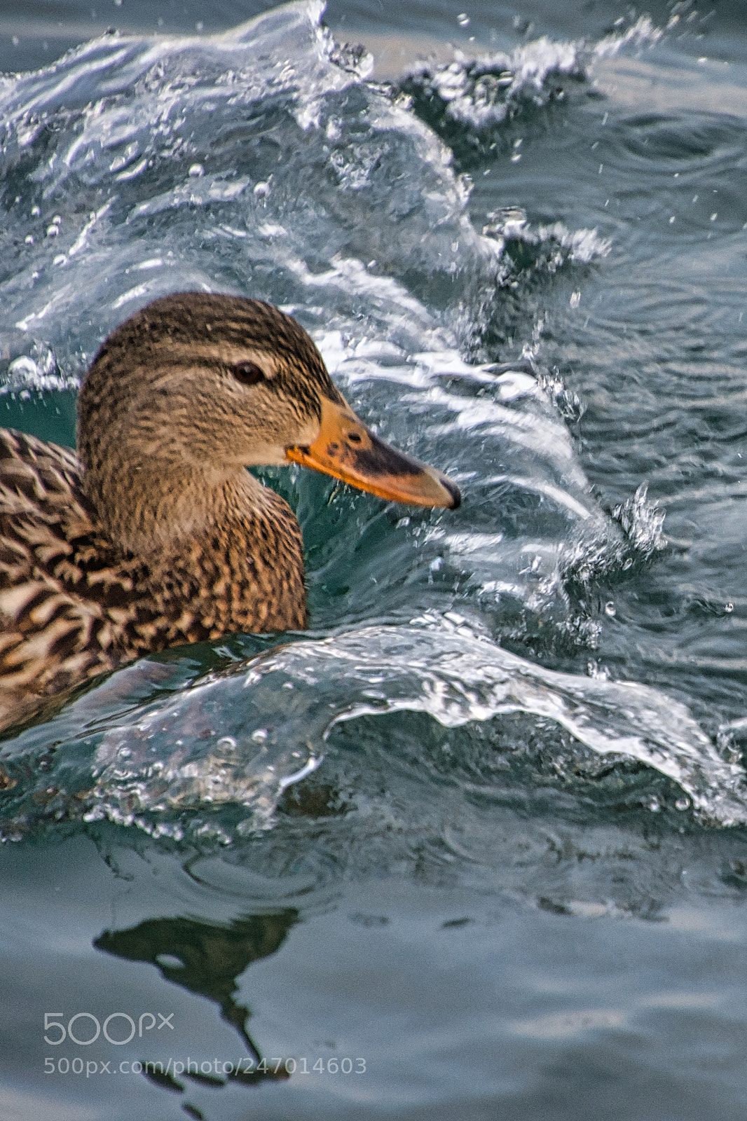 Nikon D7200 sample photo. Splashdown photography