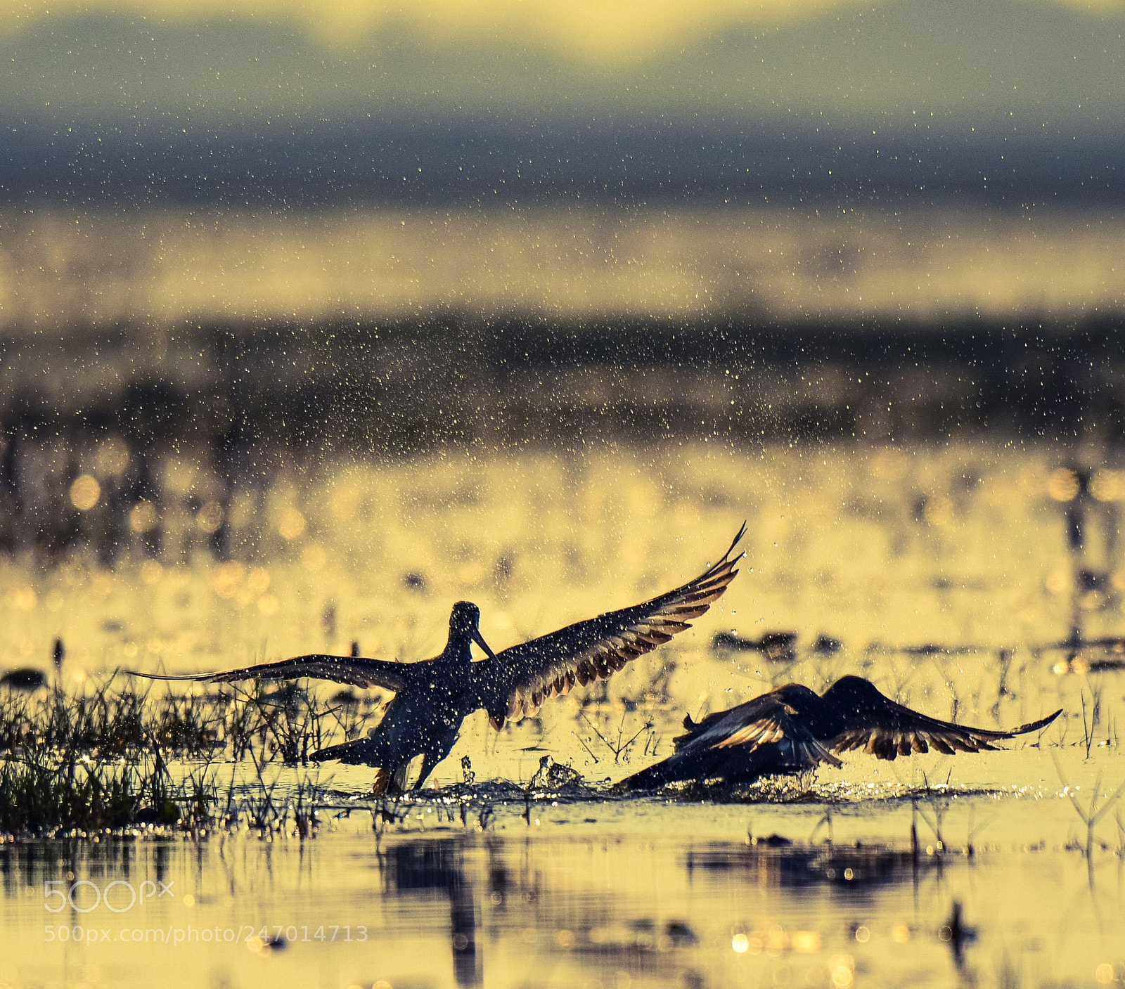 Nikon D500 sample photo. Black tailed godwit photography